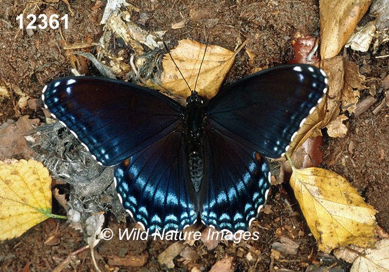 Limenitis-arthemis-astyanax Red-Spotted-Purple