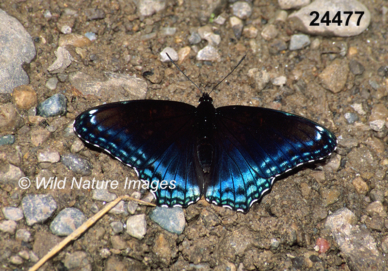 Limenitis-arthemis-astyanax Red-Spotted-Purple