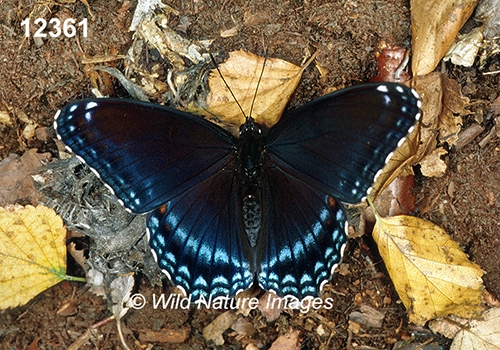 Limenitis-arthemis-astyanax Red-Spotted-Purple