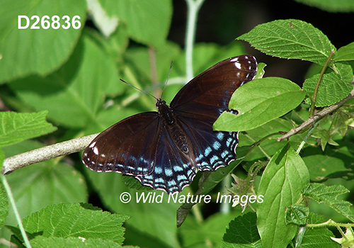 Limenitis-arthemis-astyanax Red-Spotted-Purple