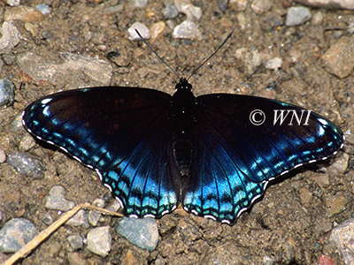 Limenitis-arthemis-astyanax Red-Spotted-Purple