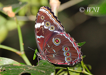 Morphos and Owl Butterflies (Morphinae)