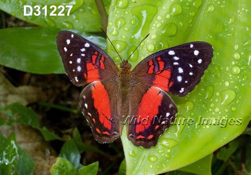 Anartia-amathea Scarlet-Peacock