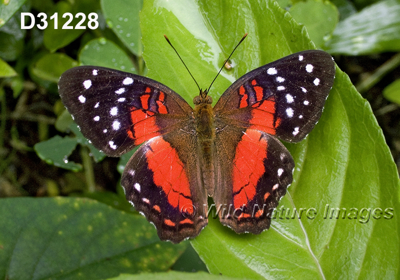 Anartia-amathea Scarlet-Peacock