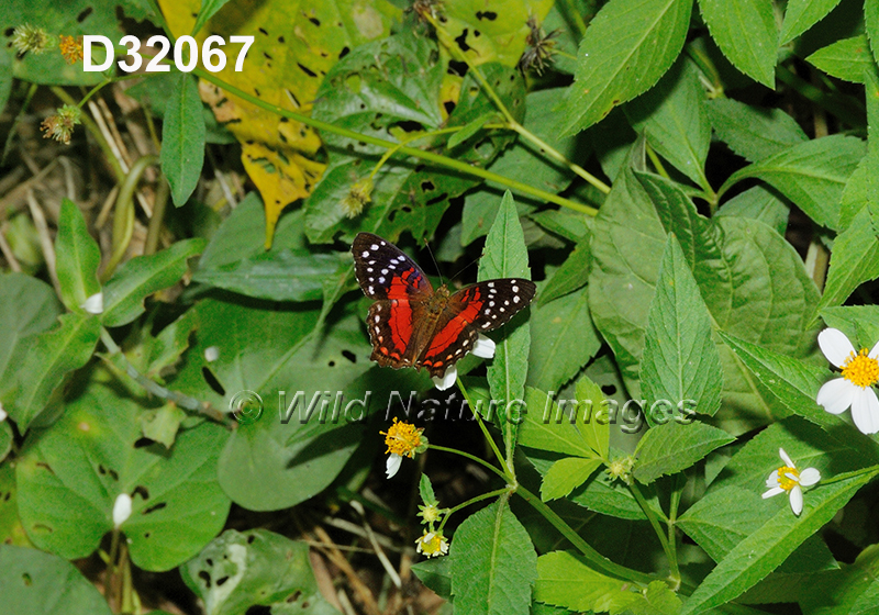 Anartia-amathea Scarlet-Peacock