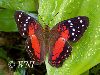 Anartia-amathea Scarlet-Peacock