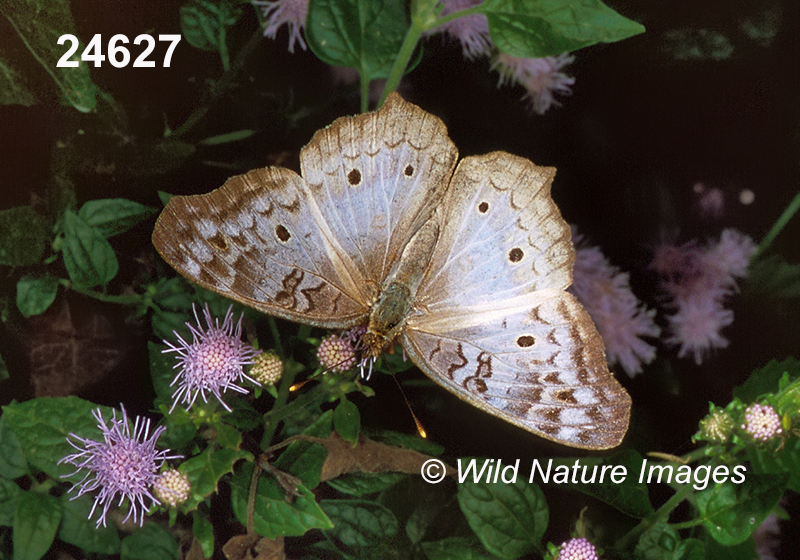 Anartia-jatrophae White-Peacock