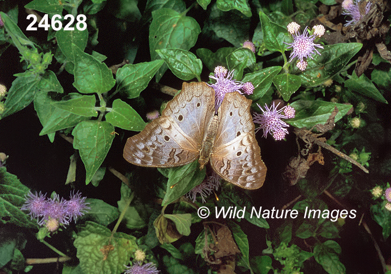 Anartia-jatrophae White-Peacock