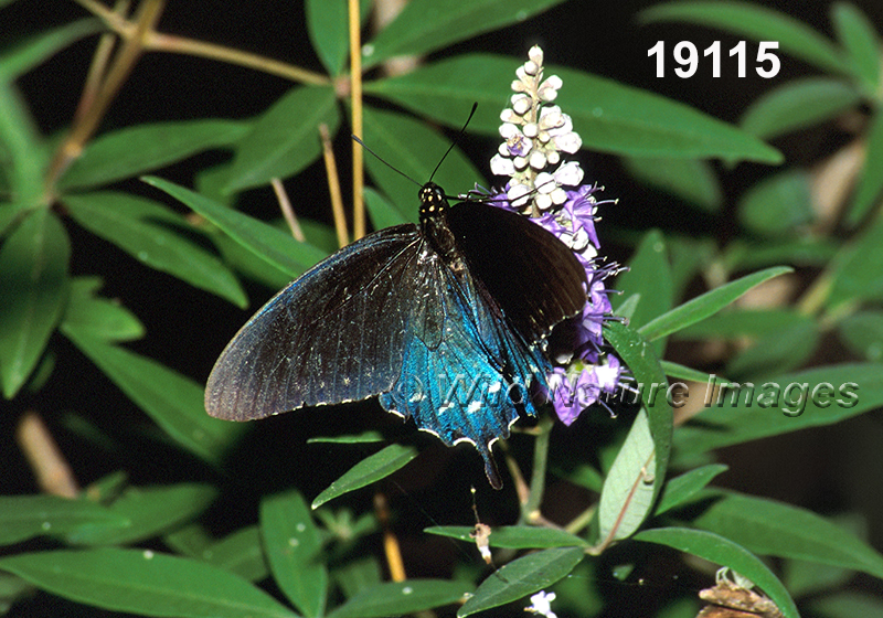 Battus-philenor pipevine-swallowtail