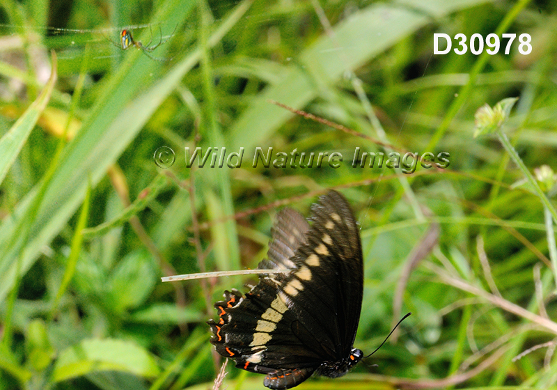 Battus-polydamas  Polydamas-swallowtail