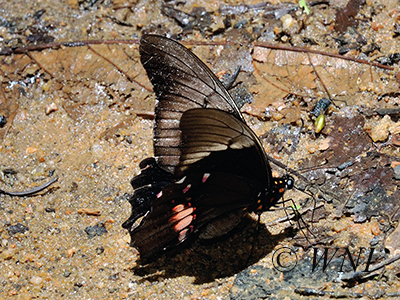 Papilio-anchisiades Ruby-spotted Swallowtail