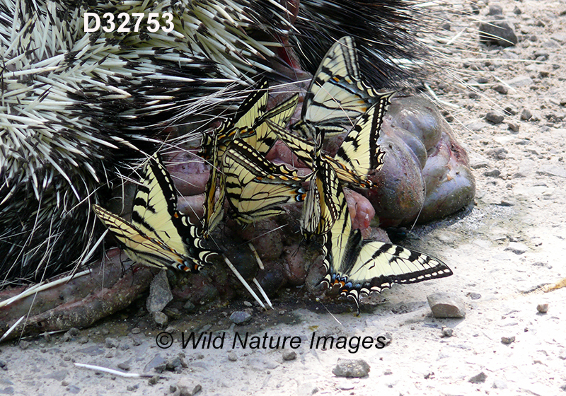 Papilio-canadensis Canadian-Tiger-Swallowtail
