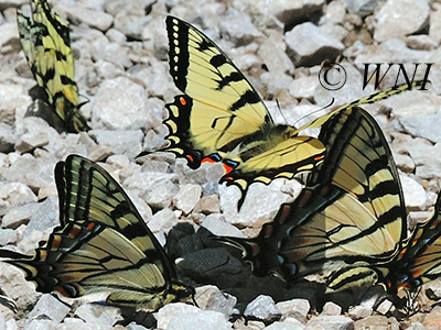 Papilio-canadensis Canadian-Tiger-Swallowtail