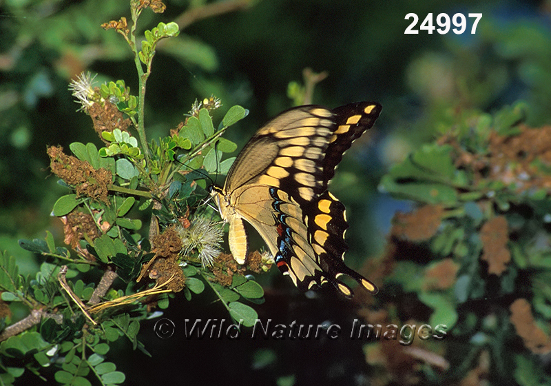 Papilio-cresphontes giant-swallowtail