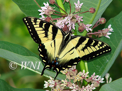 Papilio-glaucus eastern-tiger-swallowtail