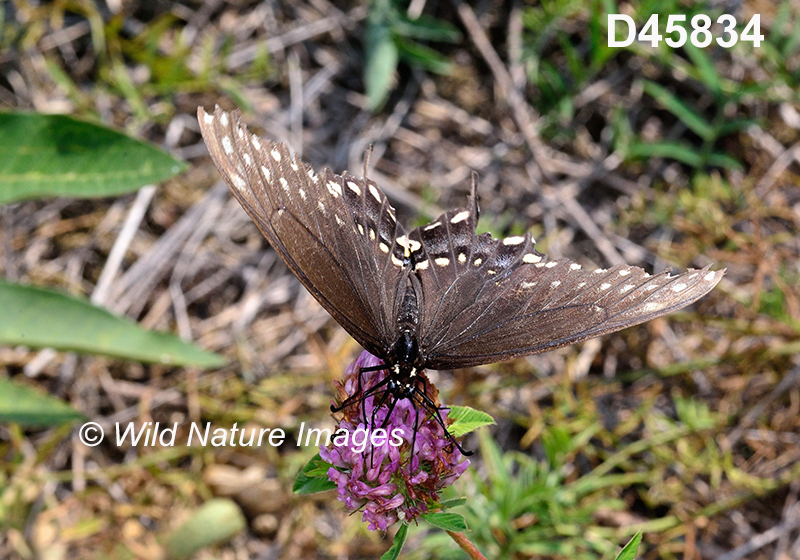 Papilio-polyxenes black-swallowtail