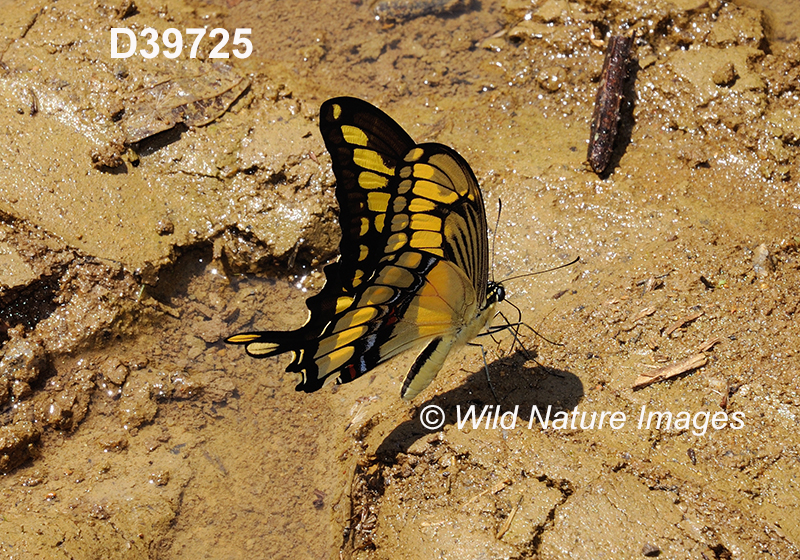 Papilio-thoas Thoas-swallowtail