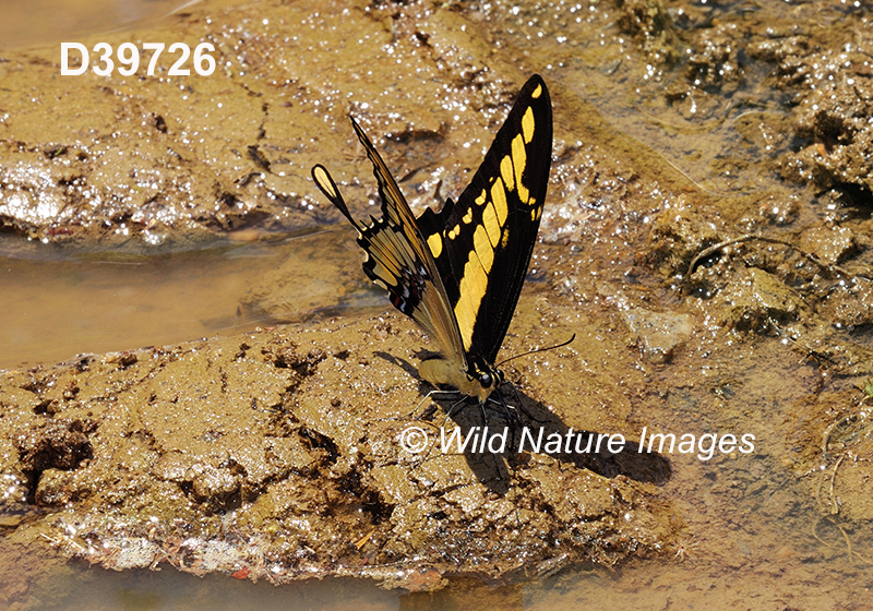 Papilio-thoas Thoas-swallowtail