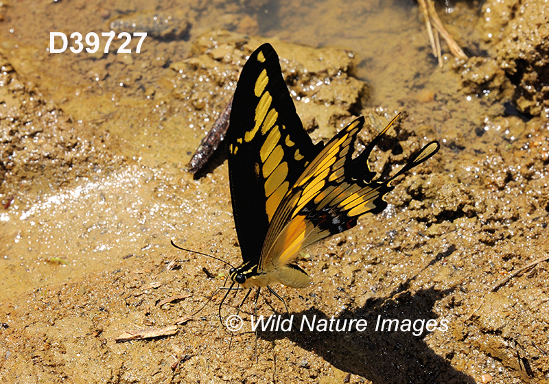 Papilio-thoas Thoas-swallowtail
