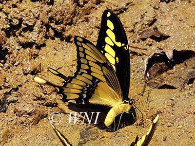 Papilio-thoas Thoas-swallowtail