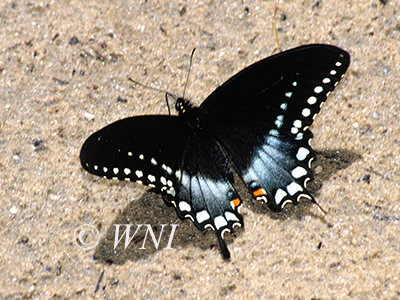 Spicebush Swallowtail (Papilio troilus)