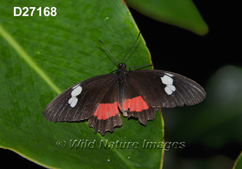 Parides-iphidamas Iphidamas-cattleheart