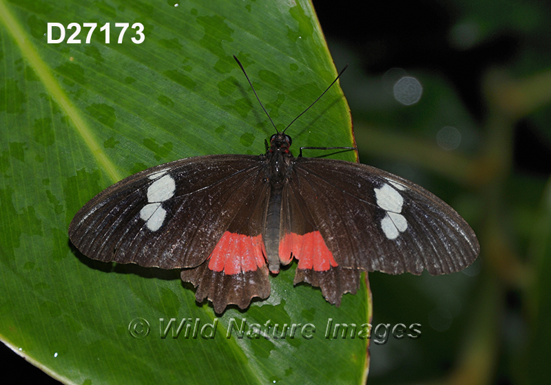 Parides-iphidamas Iphidamas-cattleheart