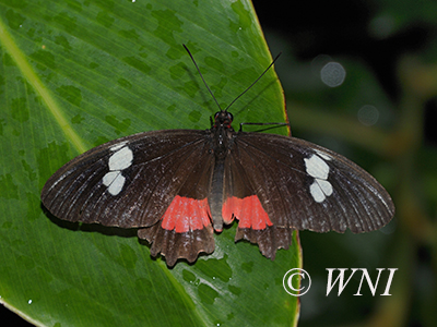 Parides-iphidamas Iphidamas-cattleheart