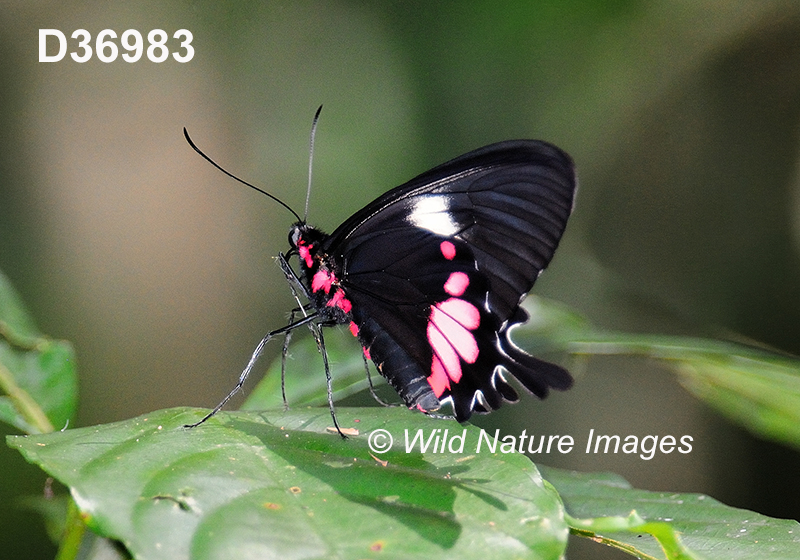 Parides-tros Tros-Cattleheart