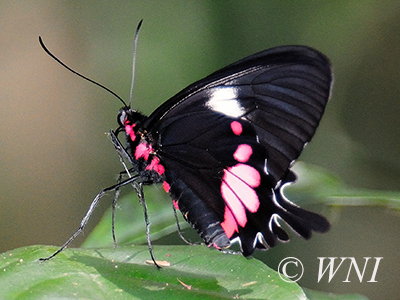 Parides-tros Tros-Cattleheart