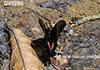 Papilio-anchisiades