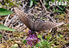 Papilio-polyxenes