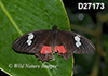 Parides-iphidamas