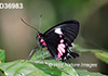 Parides-tros