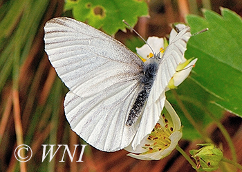 Whites, Sulphurs, and Yellows (Pieridae)