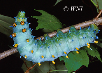 Caterpillar