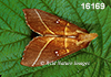 Nadata-gibbosa