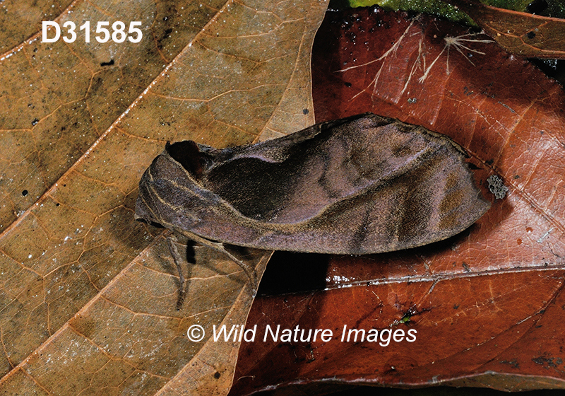 Crinodes-besckei Brazil-nut-Prominent