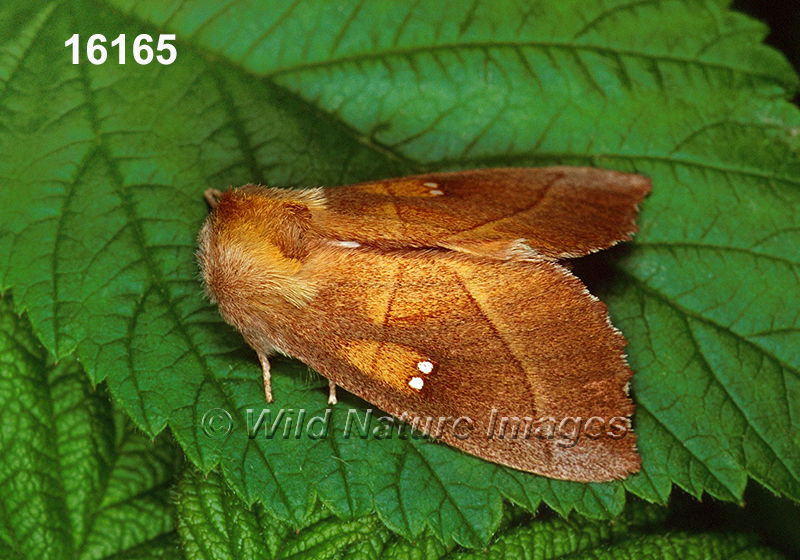 Nadata-gibbosa white-dotted-prominent