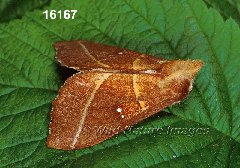 Nadata-gibbosa white-dotted-prominent