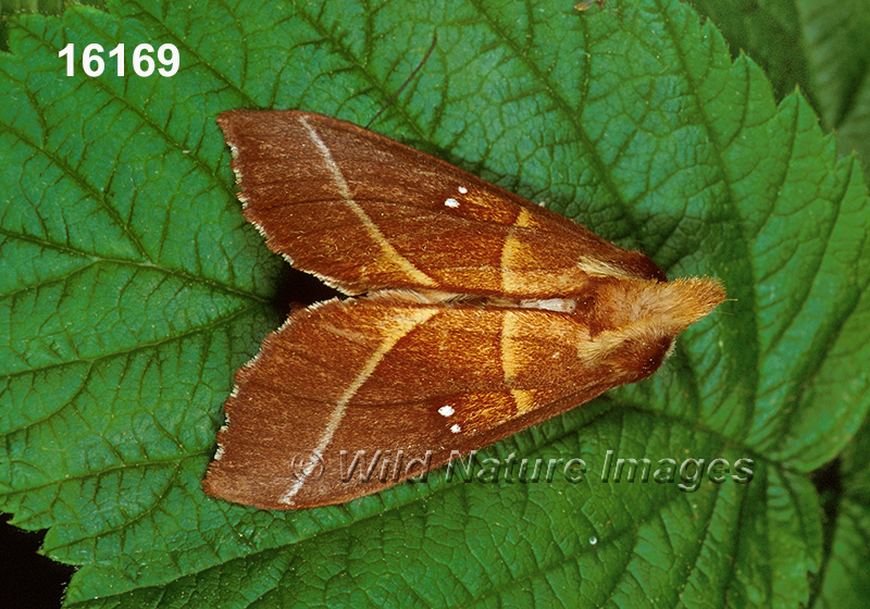 Nadata-gibbosa white-dotted-prominent