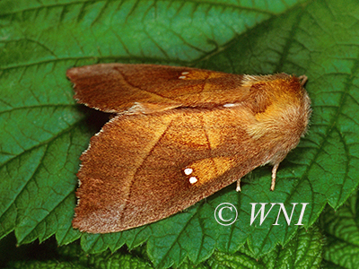 Nadata-gibbosa white-dotted-prominent 