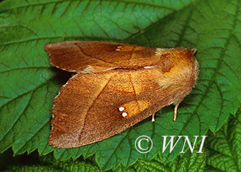 Notodontidae prominent-moths