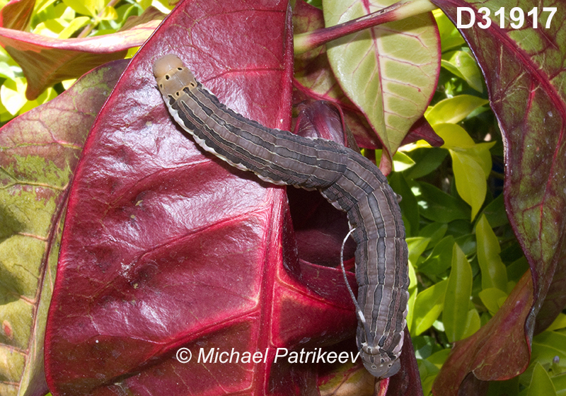Isognathus-scyron caterpillar