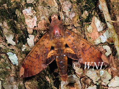 Pachylia-ficus Fig-sphinx
