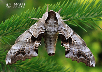 Sphinx Moths (Sphingidae)