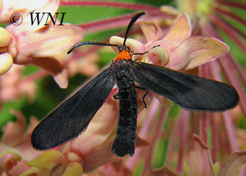 Burnet Moths (Zygaenidae)