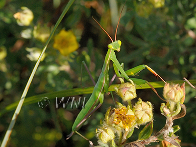 Mantidae True-mantises