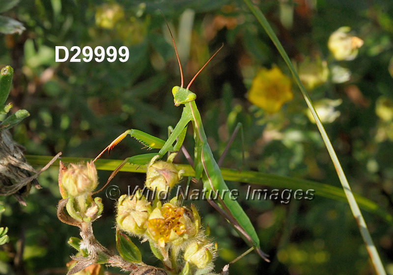 Mantis-religiosa European-mantis