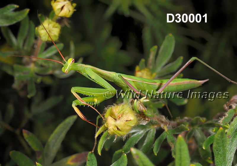 Mantis-religiosa European-mantis